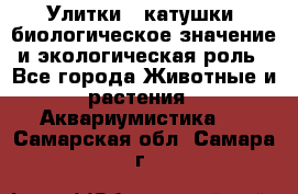 Улитки – катушки: биологическое значение и экологическая роль - Все города Животные и растения » Аквариумистика   . Самарская обл.,Самара г.